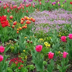 Jak uprawiać fioletowe tulipany? Poradnik sadzenia cebulek