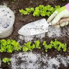 Ręka w rękawiczce rozsypuje łopatką popiół drzewny wokół młodych sałatek.