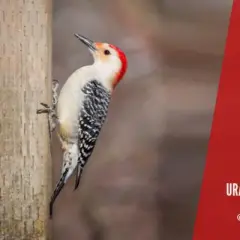 Skuteczne sposoby jak pozbyć się dzięcioła z elewacji i ochronić dom