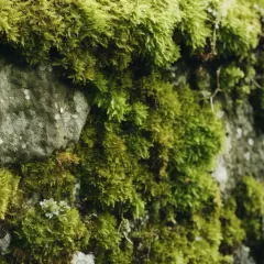 Usuwanie zabrudzeń organicznych - mchy i glony