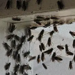 Dlaczego muchy obsiadają elewację domu? Poznaj prawdę i skuteczne rozwiązania