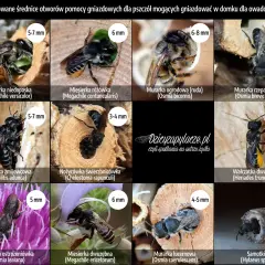 Jak zbudować domek na owady: 5 prostych kroków dla ogrodników