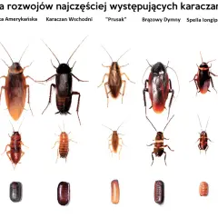 Mały karaluch w domu: jak go rozpoznać i skutecznie usunąć