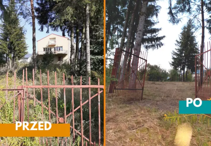 Drzewa na działce budowlanej: przepisy, wycinka i sadzenie