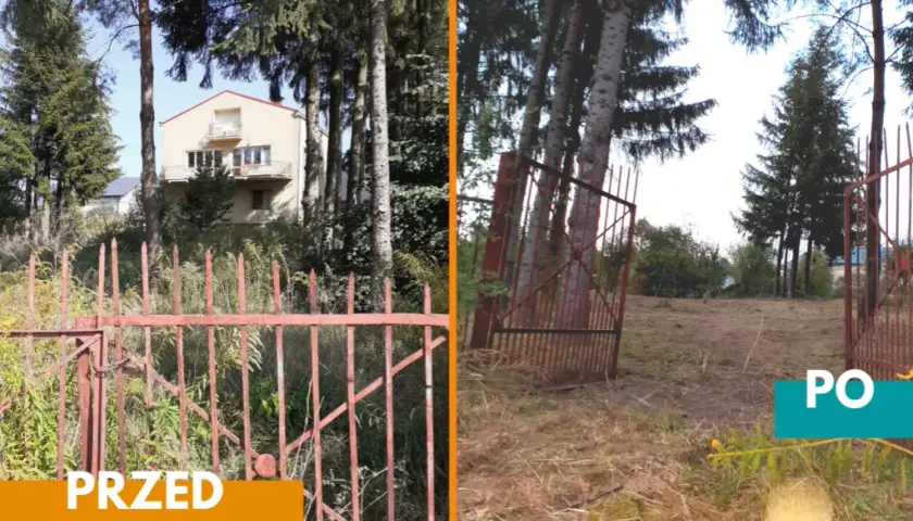 Drzewa na działce budowlanej: przepisy, wycinka i sadzenie