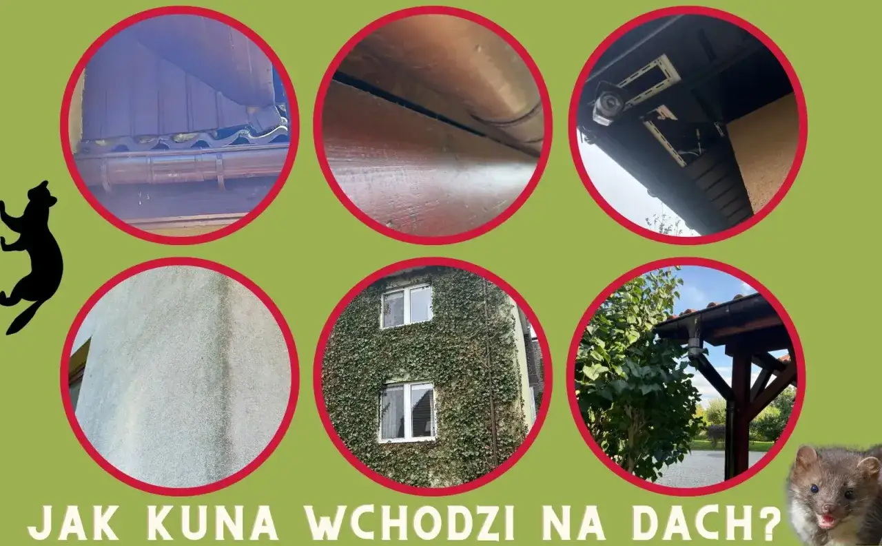 Kuna na strychu? Zobacz, jak zwierzę wspina się po ścianach i dachach, szukając schronienia.